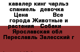  кавалер кинг чарльз спаниель -девочка › Цена ­ 45 000 - Все города Животные и растения » Собаки   . Ярославская обл.,Переславль-Залесский г.